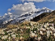 70 Il bianco delle nuvole, della neve , dei crocus...